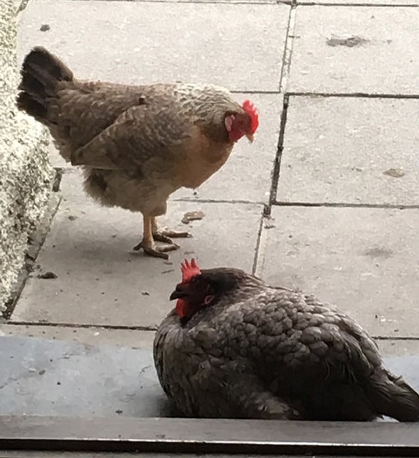 Farmgate chickens