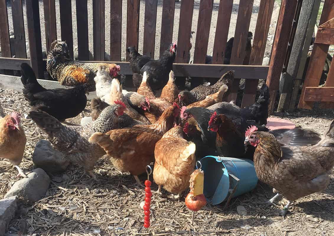 farmgate poultry