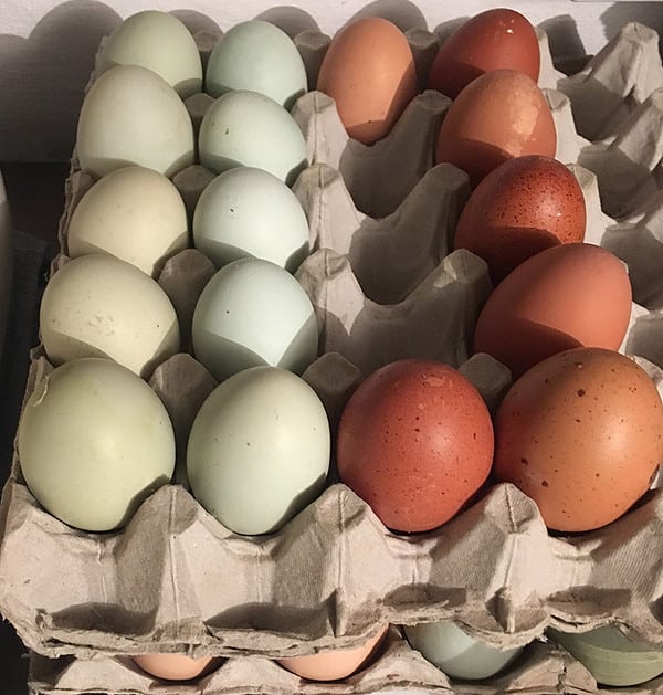 Farmgate Free Range Hen & Duck Eggs