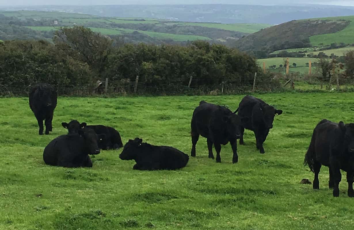 welsh black cattle