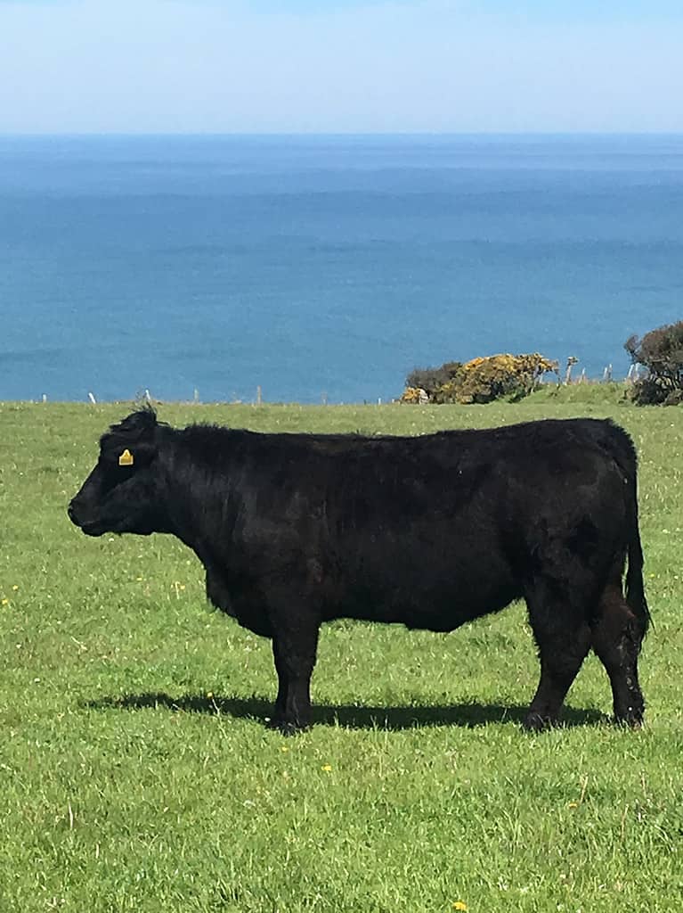 Bedw Welsh Black Cow