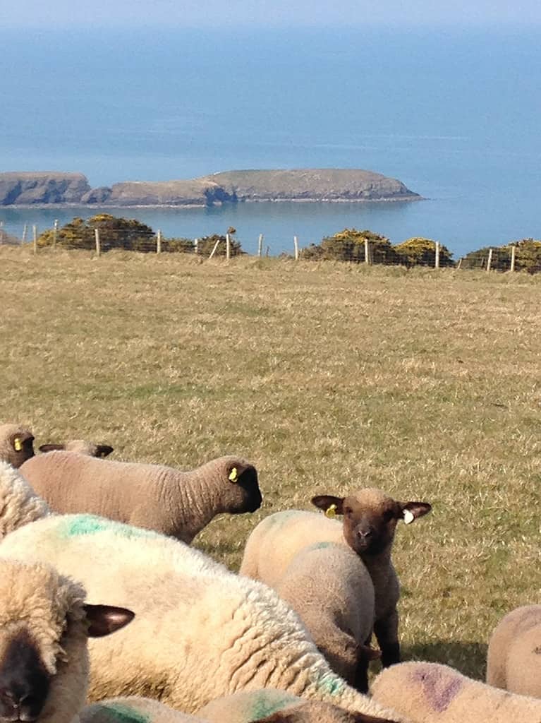 sheep with a view