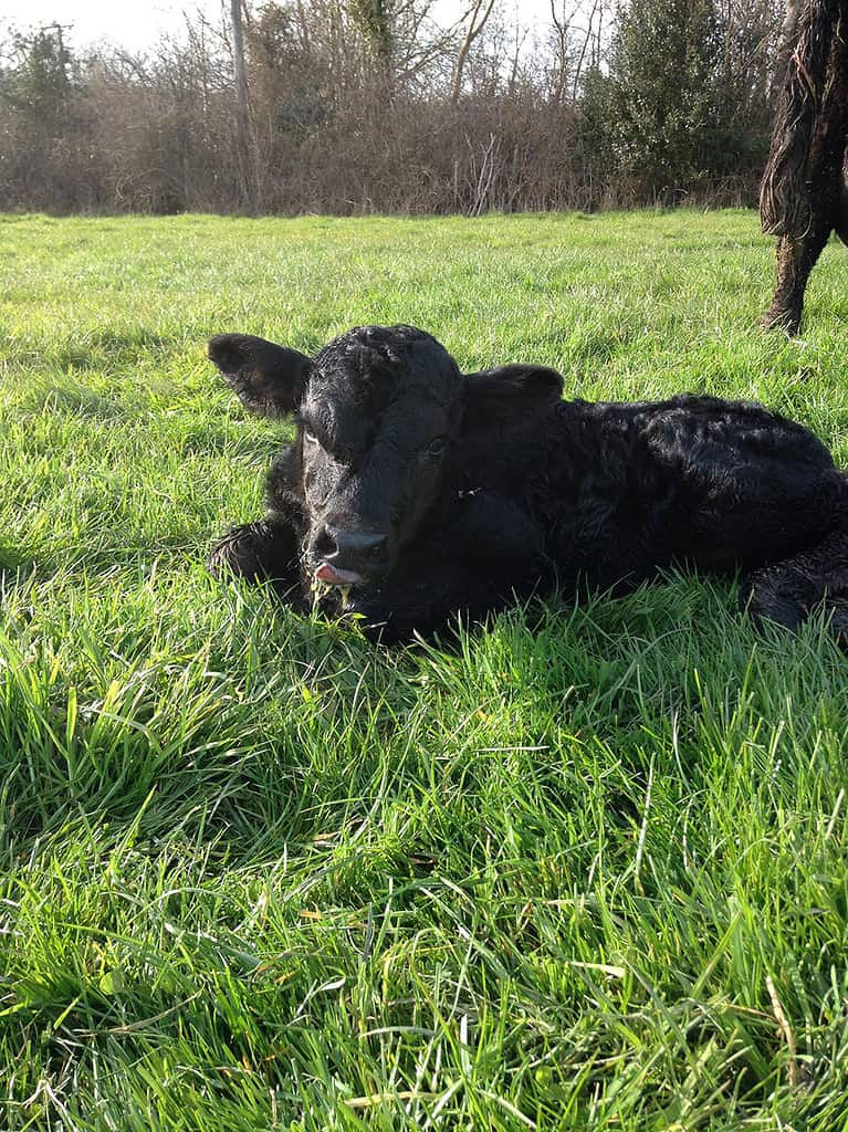 welsh black calf