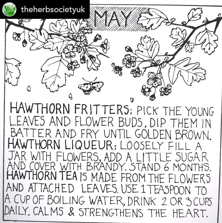 Hawthorn Fritters