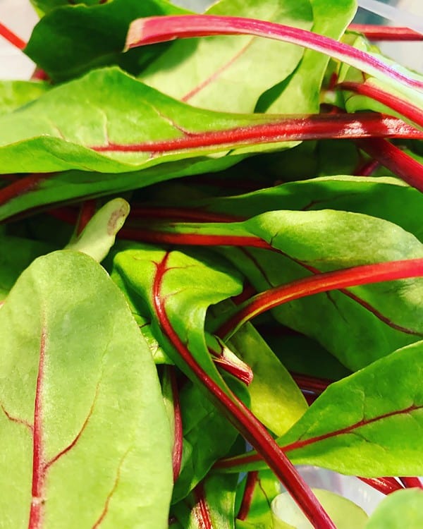 Our Farmgate Red Sorrel makes a lovely alternative to Spinach or Chard.