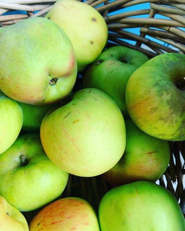 Local Organically Grown Apples