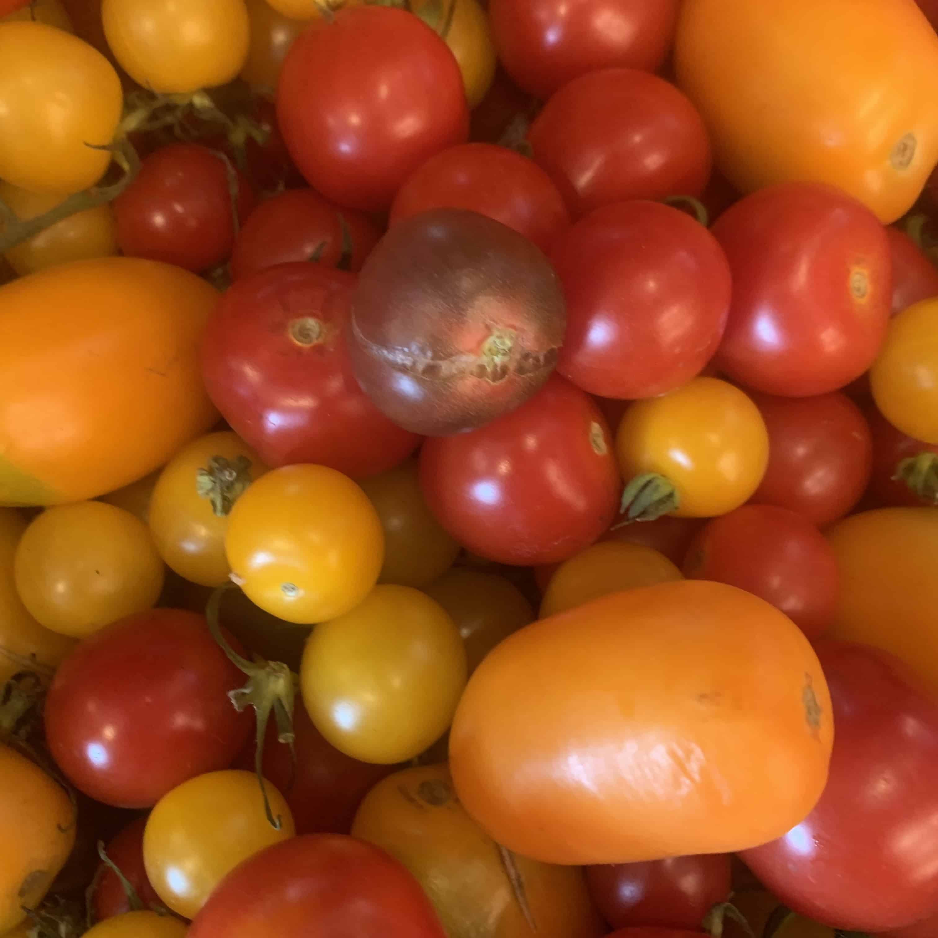 Local & Homegrown Heritage Tomatoes