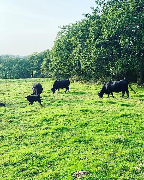Bedw pedigree pasture fed Welsh Black cattle