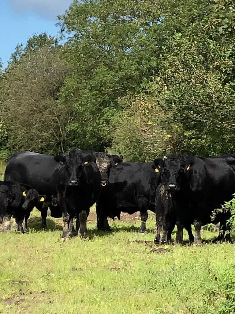 Bedw Welsh Black Cows