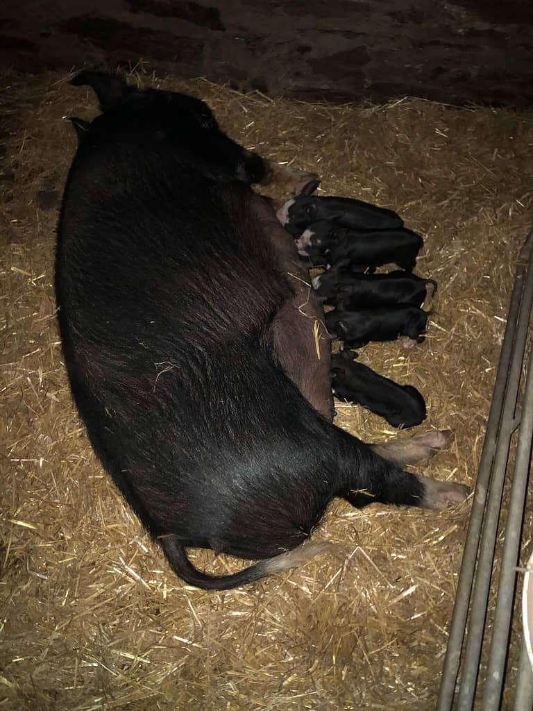 Bedw Pedigree Berkshire Piglets with their mother