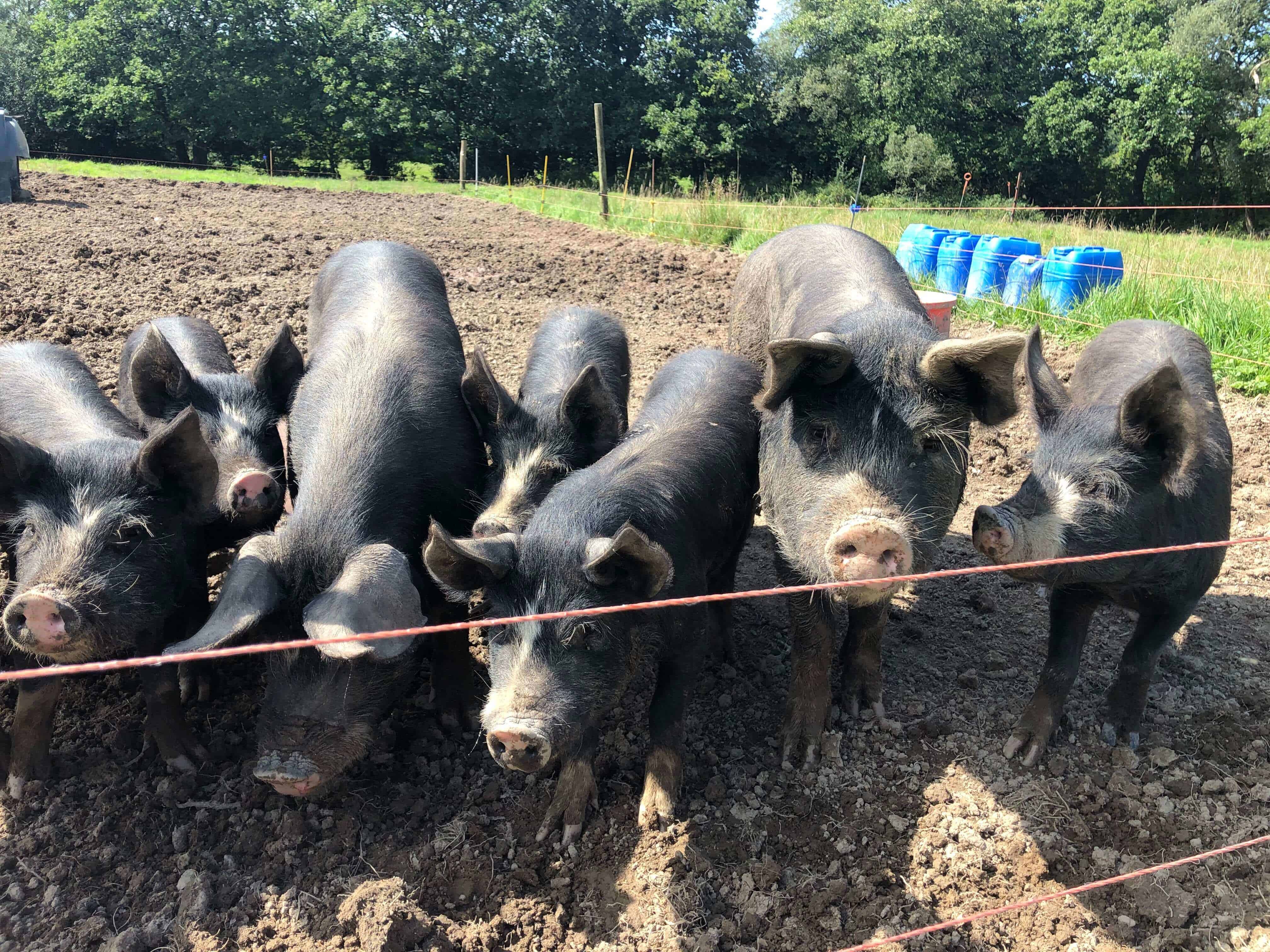 Bedw Berkshire porkers and baconers