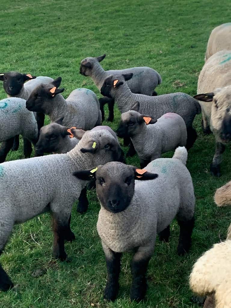 Bedw Pedigree Hampshire Down Lambs